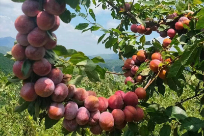 高山芙蓉李